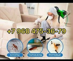 КЛОП ЖАНА ТАРАКАН ДАРЫЛАЙБЫЗ