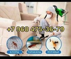 КЛОП И ТАРАКАН ДАРЫЛАЙБЫЗ