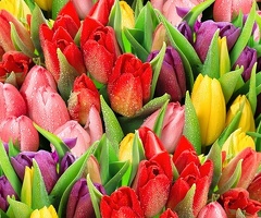 Работник теплицы/упаковщик