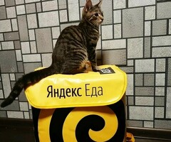 выплаты ежедневно