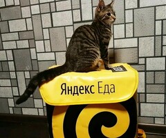 выплаты ежедневно