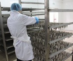 Сортировщик рыбы