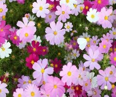 Выкладка продуктов