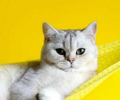 Работник торгового зала