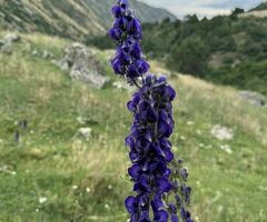 Халтура аягына чейин окугула