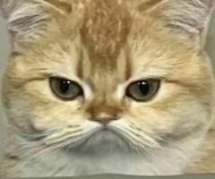 Водитель электроштабелера