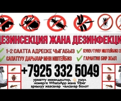 Дезинфекция клоп таракан