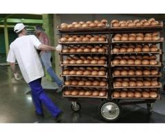 Требуются грузчики, разнорабочие- смена 1550