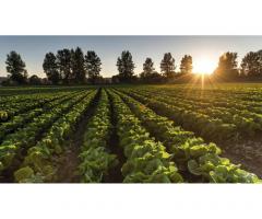 Требуются разнорабочие, бригада разнорабочих для проведения полевых работ.