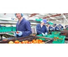 Грузчик-комплектовщик(ЦА) требуется на крупный склад продовольственных товаров в г.Щербинка.