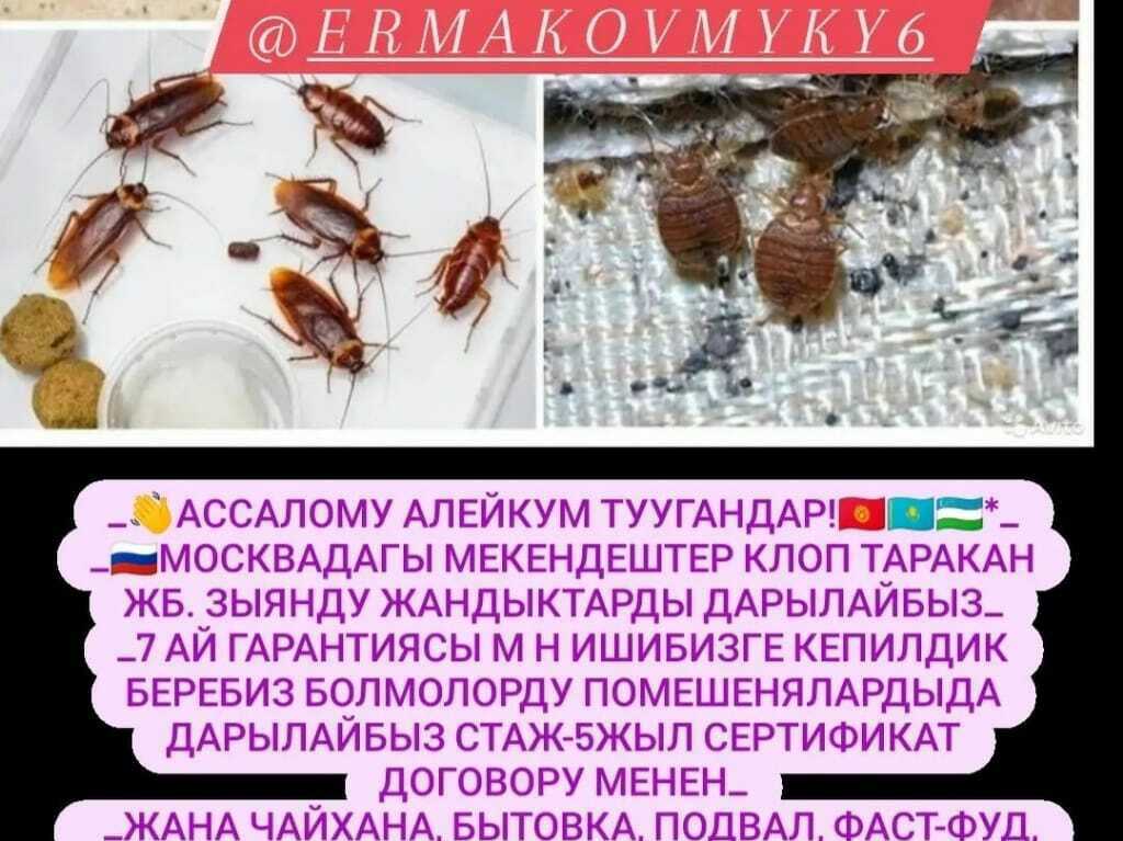 ДЕЗИНФЕКЦИЯ КЛОП ТАРАКАН ДАРЫ ОЗУ САТЫЛАТ - 5