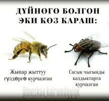 Койка места берилет