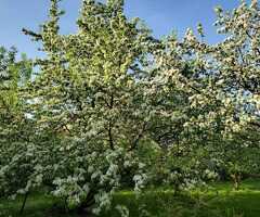 Ищем женщину для работы в частном доме